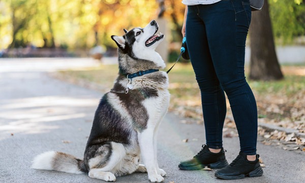 Dog Grooming & Dog Training in Hull & East Yorkshire | Dogoholics